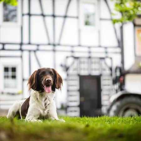 Apartman Hof Koehne - Altes - Huhn *