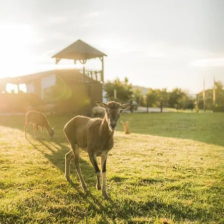 Apartman Hof Koehne - Altes - Huhn