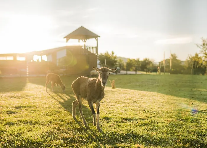 Apartment Hof Koehne - Altes - Huhn